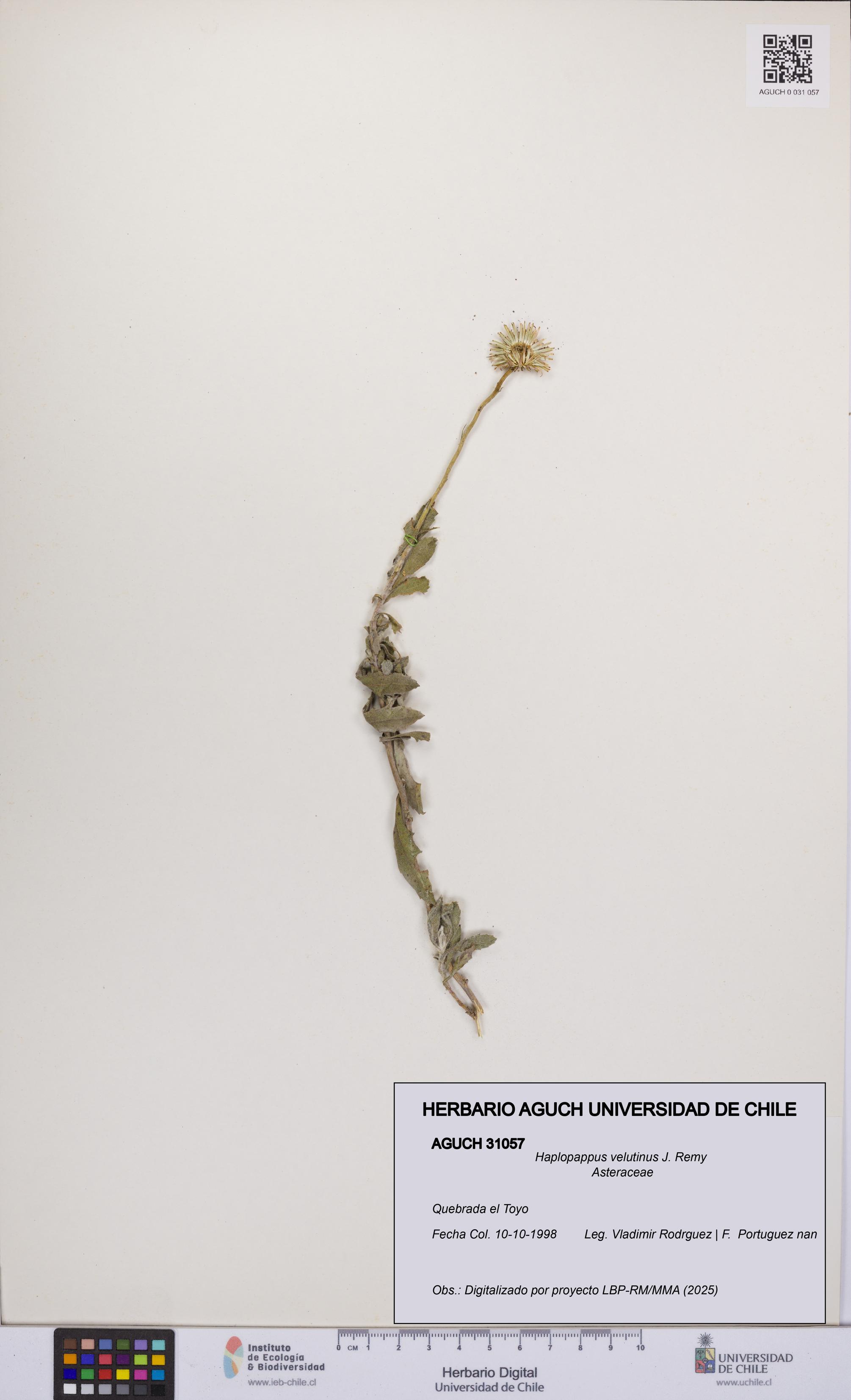 Haplopappus velutinus [Espécimen: UCH:AGUCH:0031057]