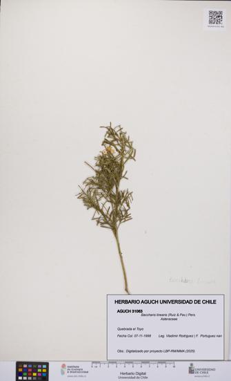 Baccharis linearis [Espécimen: UCH:AGUCH:0031063]