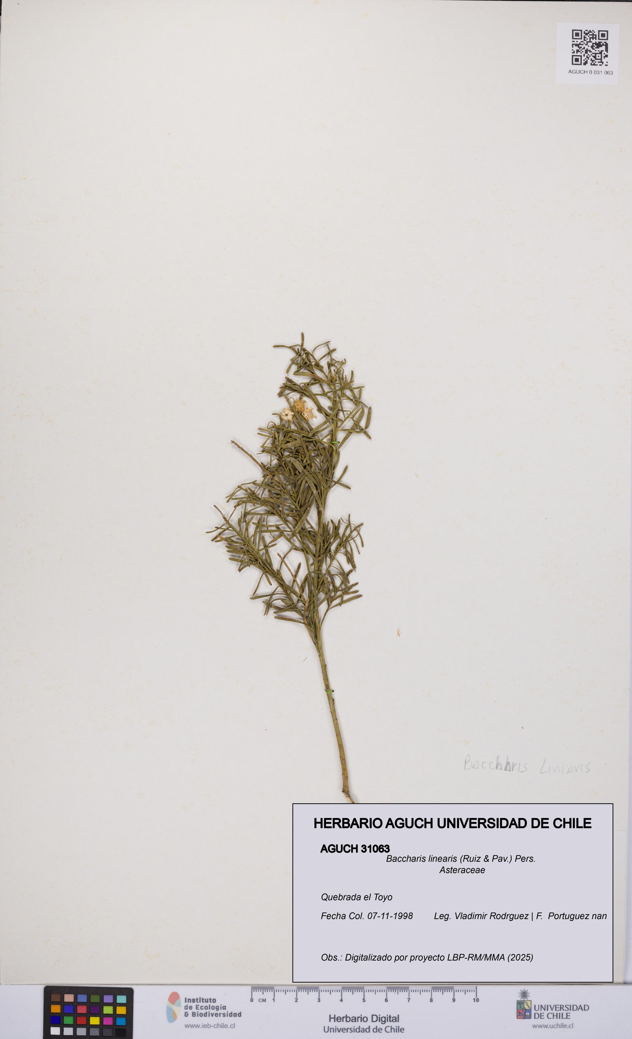 Baccharis linearis [Espécimen: UCH:AGUCH:0031063]