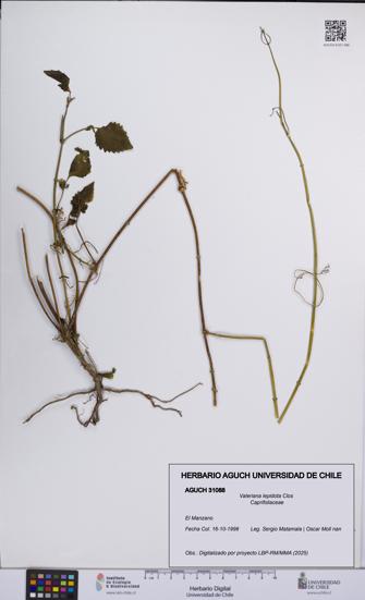 Valeriana lepidota [Espécimen: UCH:AGUCH:0031088]