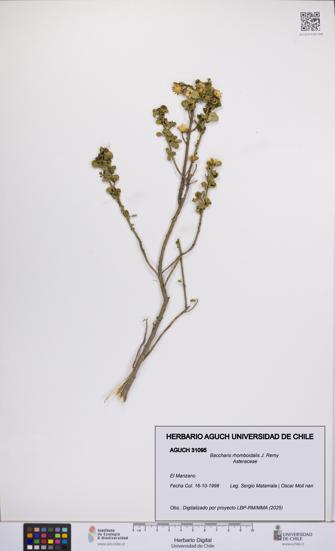 Baccharis rhomboidalis [Espécimen: UCH:AGUCH:0031095]
