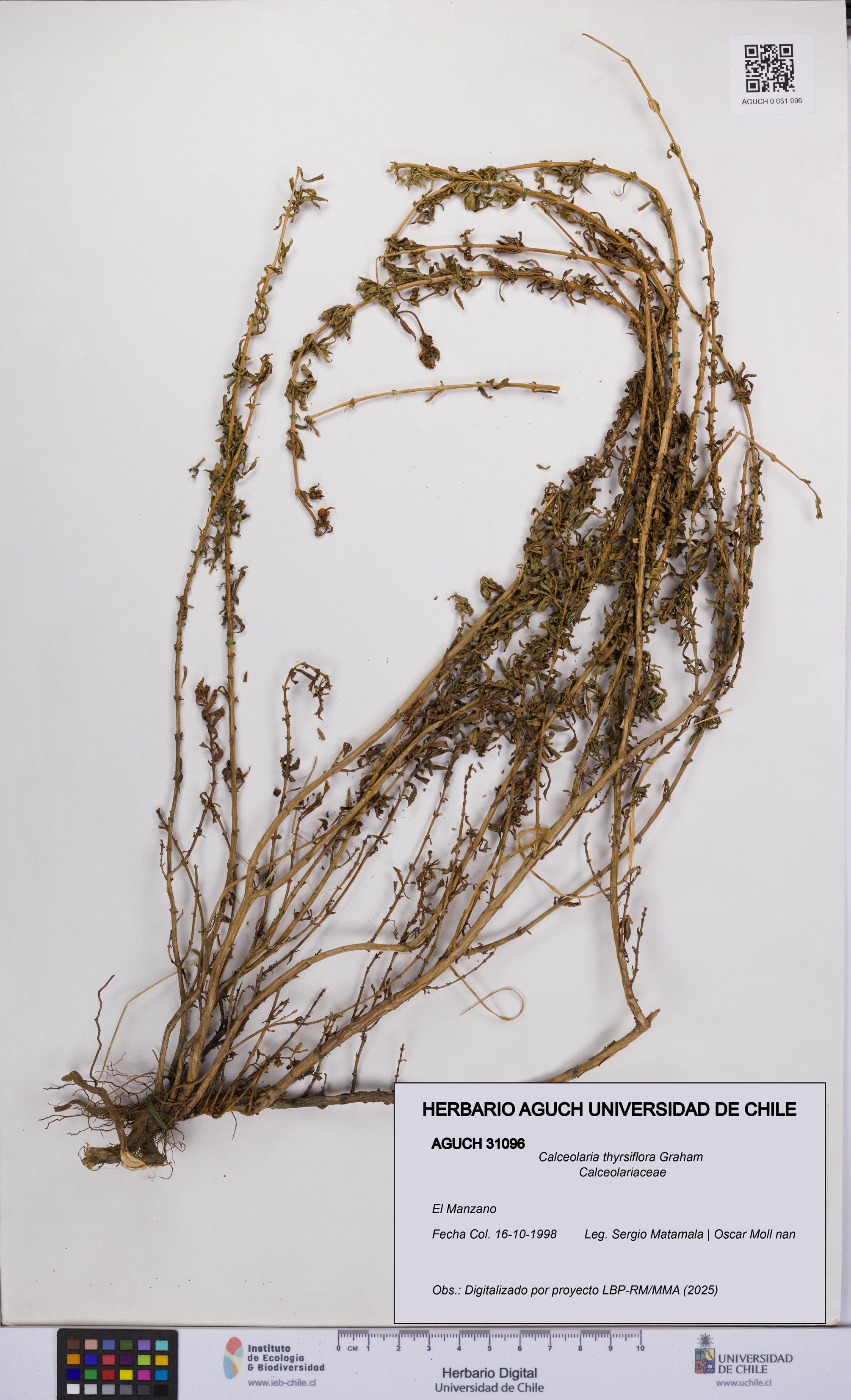 Calceolaria thyrsiflora [Espécimen: UCH:AGUCH:0031096]