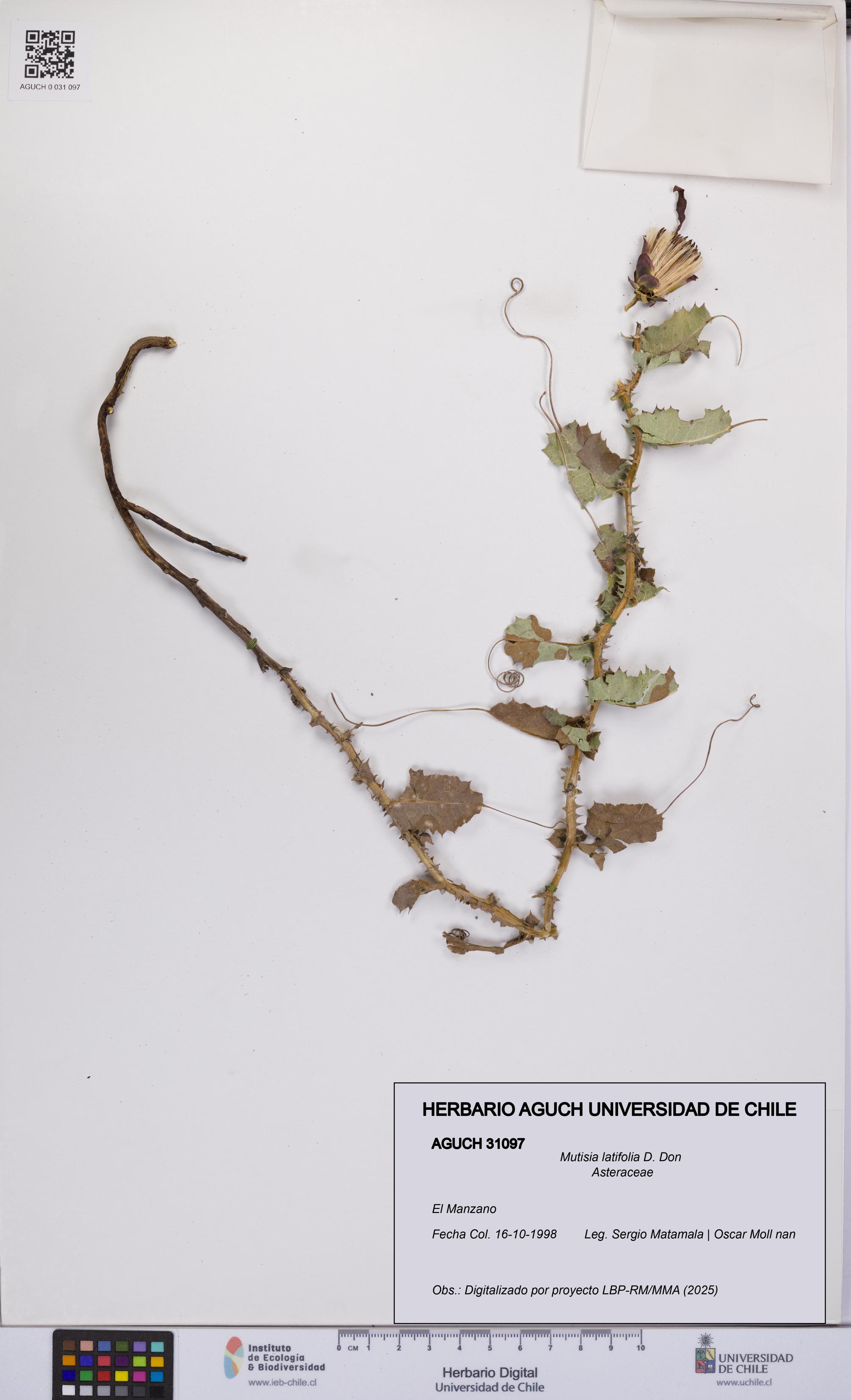 Mutisia latifolia [Espécimen: UCH:AGUCH:0031097]