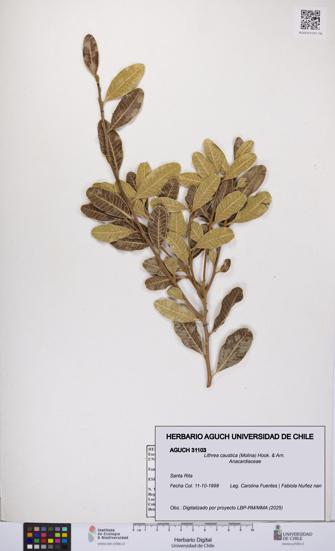 Lithrea caustica [Espécimen: UCH:AGUCH:0031103]