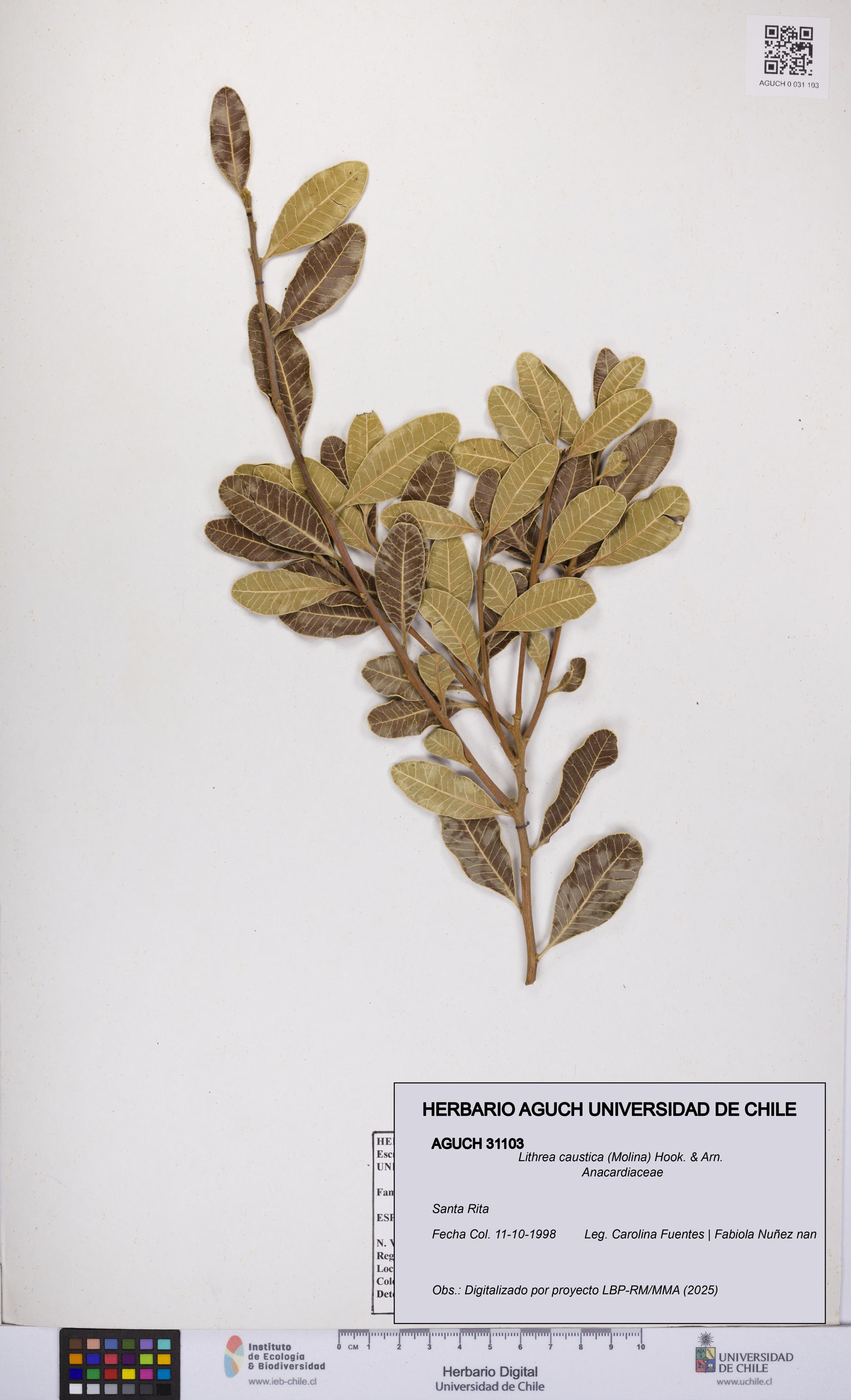 Lithrea caustica [Espécimen: UCH:AGUCH:0031103]