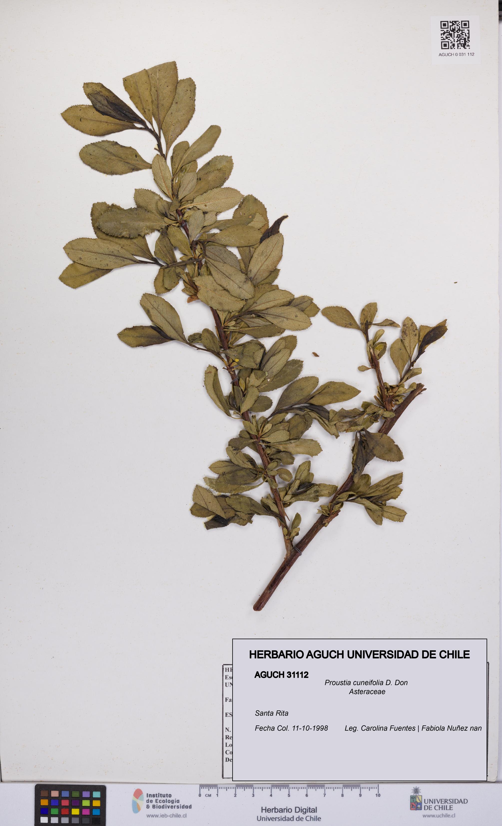 Proustia cuneifolia [Espécimen: UCH:AGUCH:0031112]