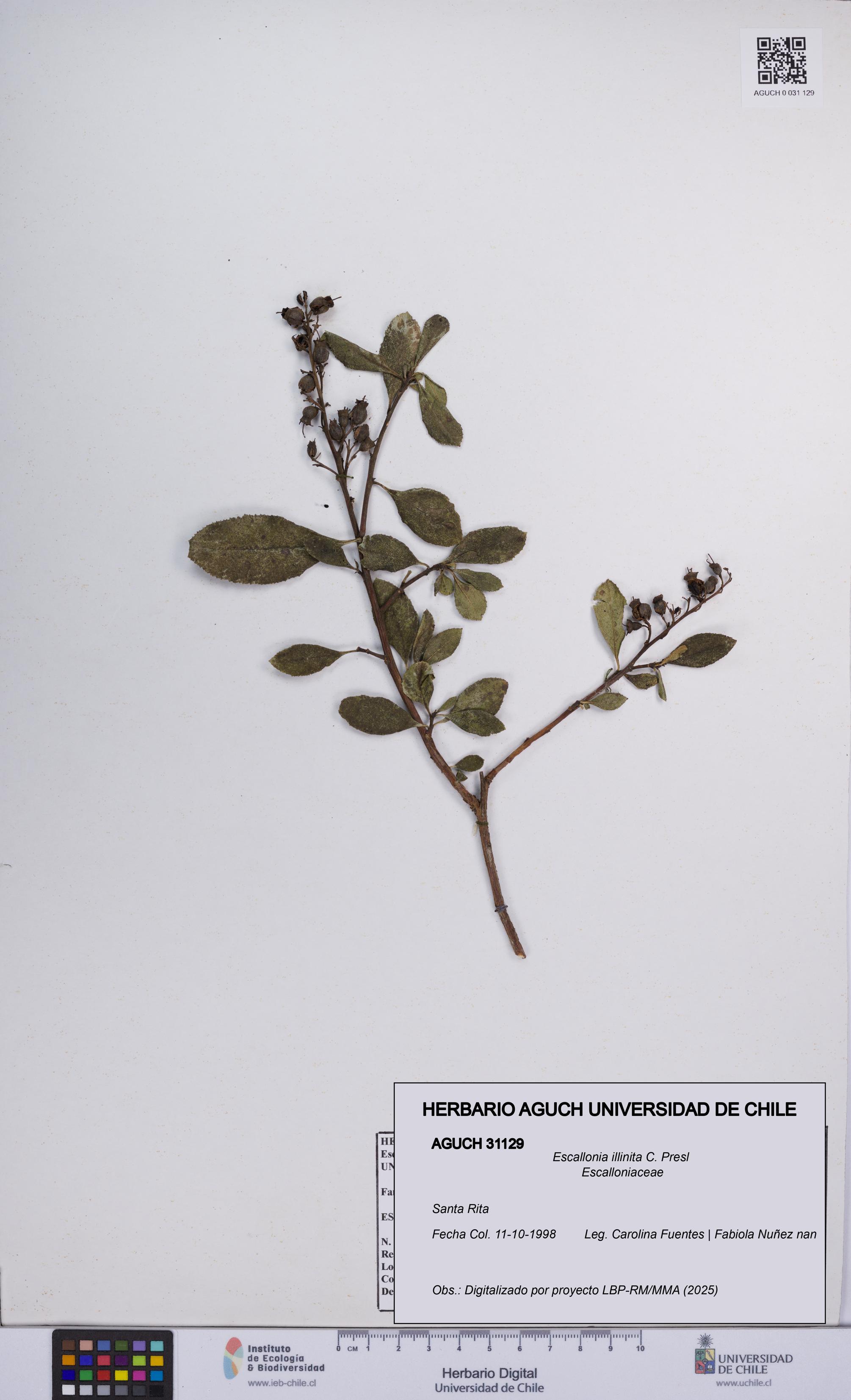 Escallonia illinita [Espécimen: UCH:AGUCH:0031129]