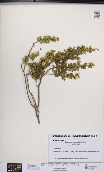 Baccharis rhomboidalis [Espécimen: UCH:AGUCH:0031148]