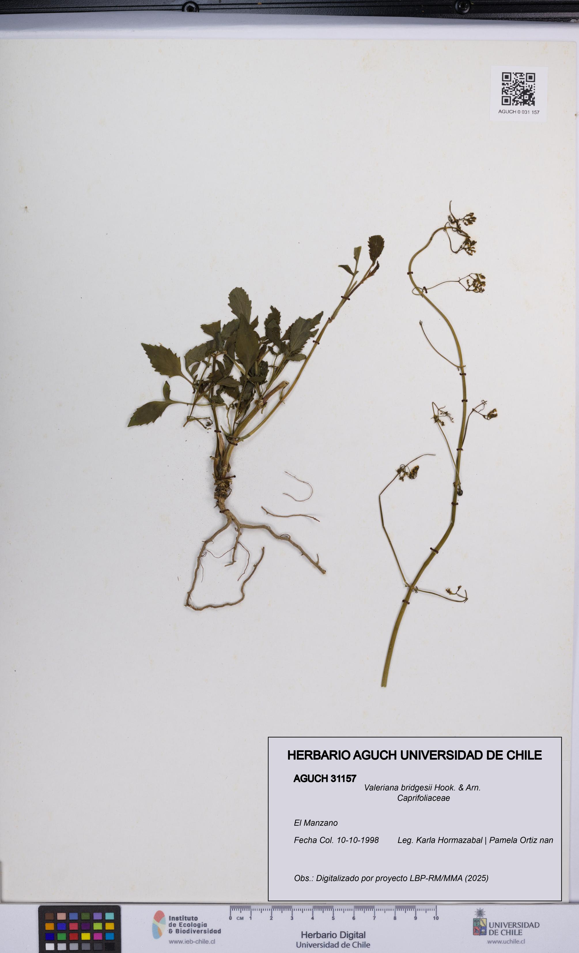 Valeriana bridgesii [Espécimen: UCH:AGUCH:0031157]