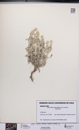 Gamochaeta stachydifolia [Espécimen: UCH:AGUCH:0031159]