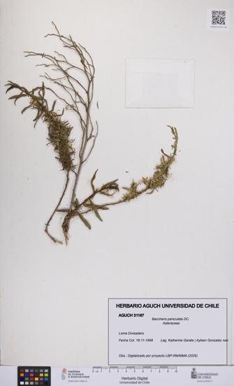 Baccharis paniculata [Espécimen: UCH:AGUCH:0031167]