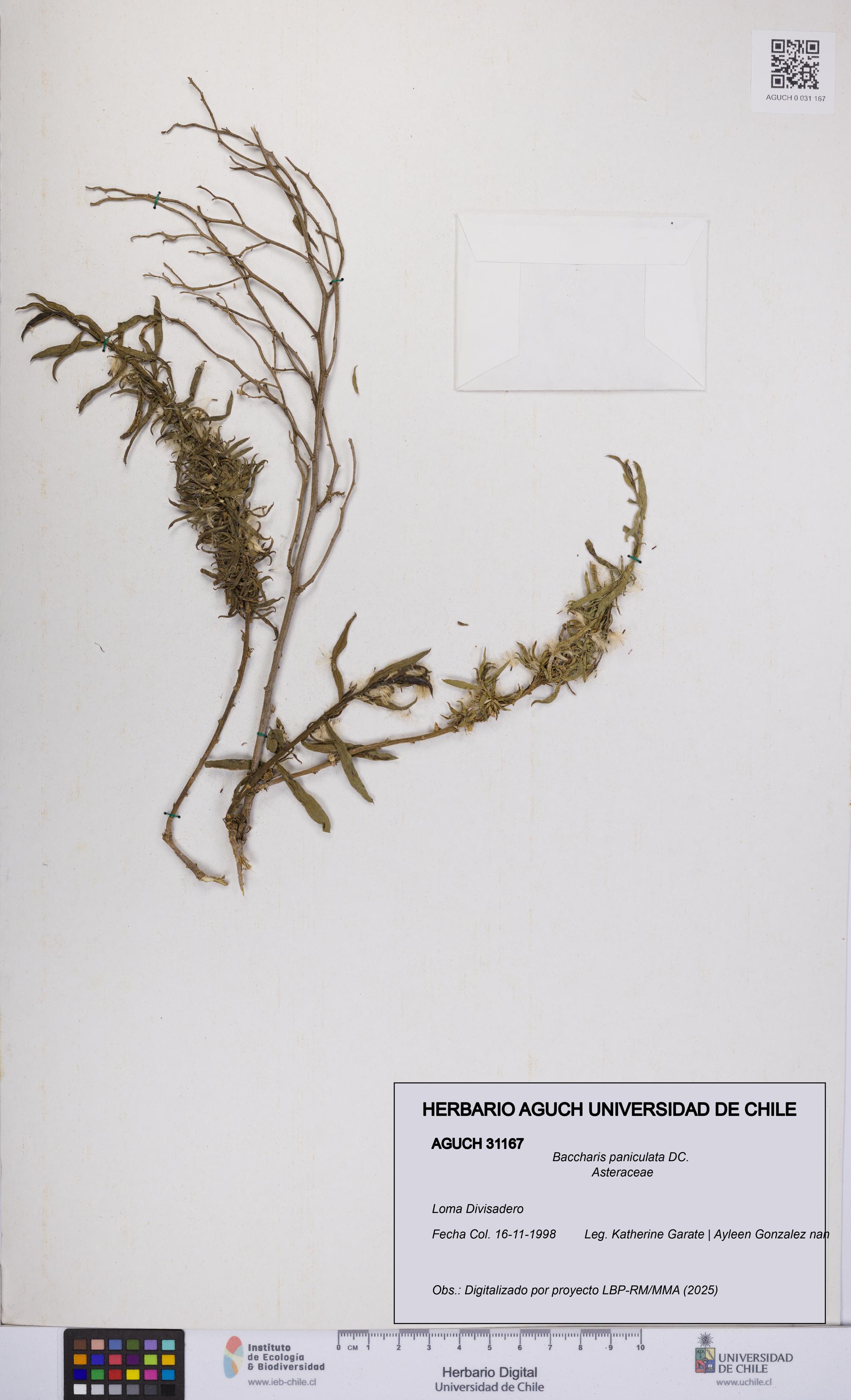 Baccharis paniculata [Espécimen: UCH:AGUCH:0031167]