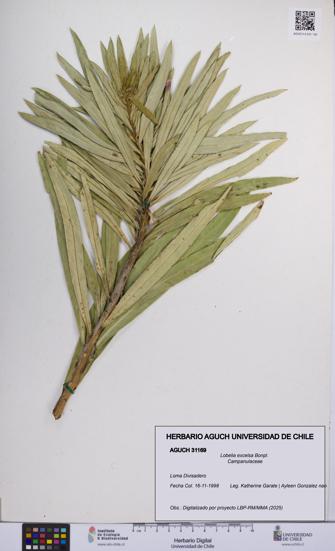 Lobelia excelsa [Espécimen: UCH:AGUCH:0031169]