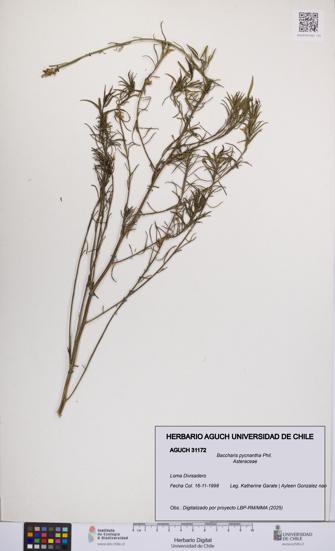 Baccharis pycnantha [Espécimen: UCH:AGUCH:0031172]