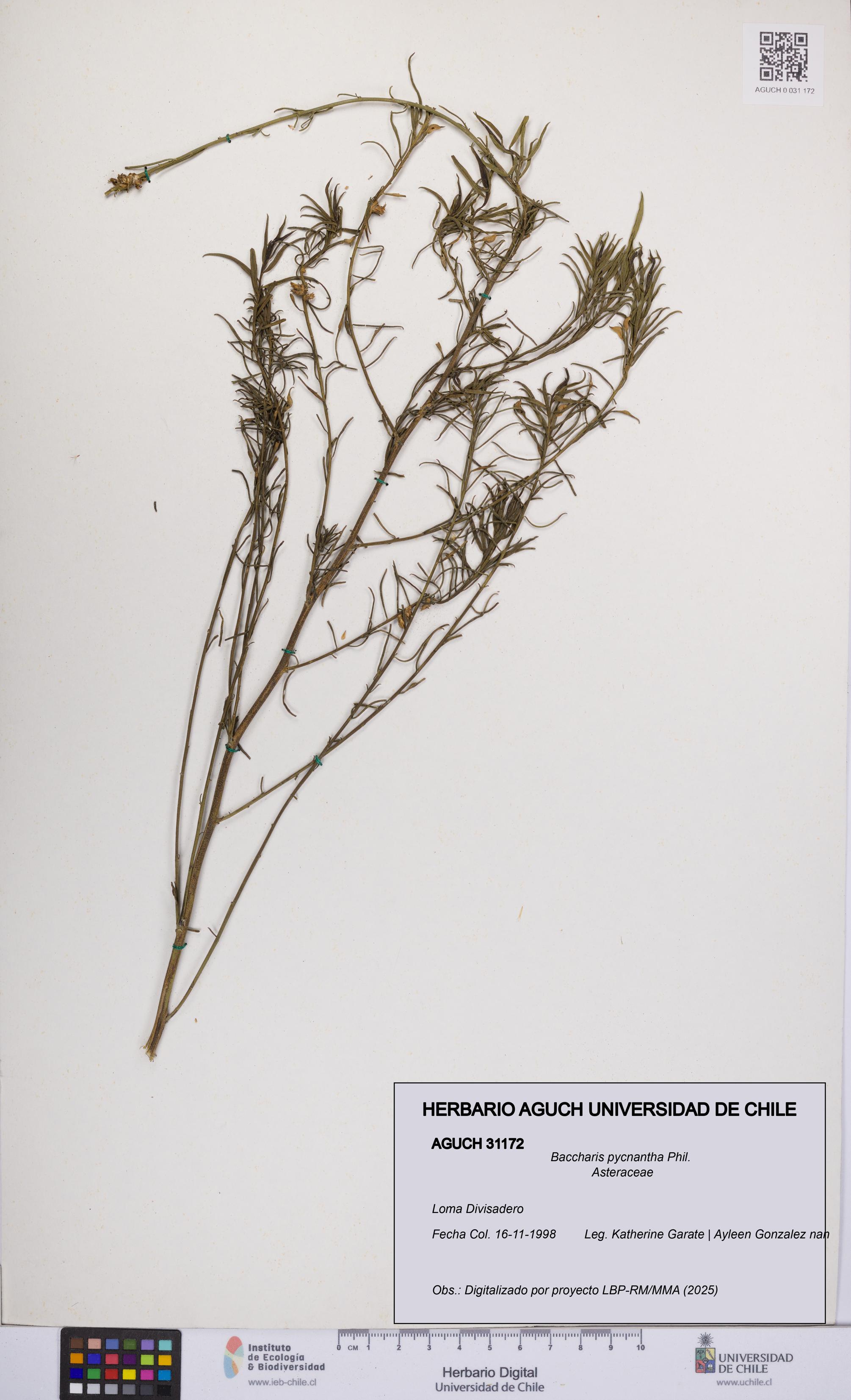 Baccharis pycnantha [Espécimen: UCH:AGUCH:0031172]