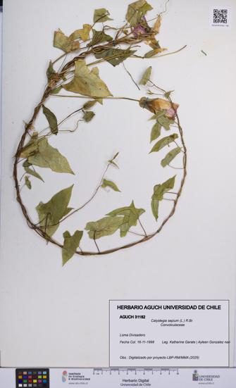 Calystegia sepium [Espécimen: UCH:AGUCH:0031182]
