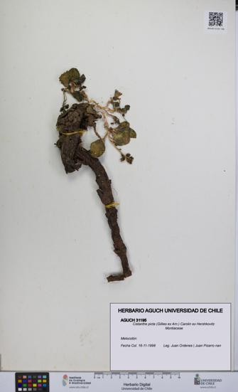 Cistanthe picta [Espécimen: UCH:AGUCH:0031195]