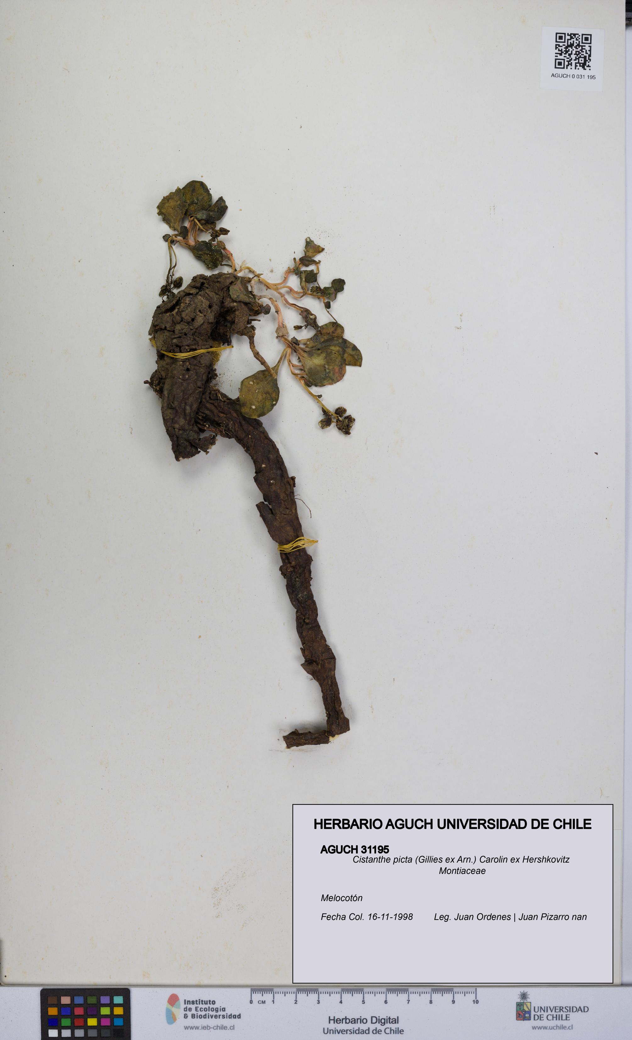 Cistanthe picta [Espécimen: UCH:AGUCH:0031195]