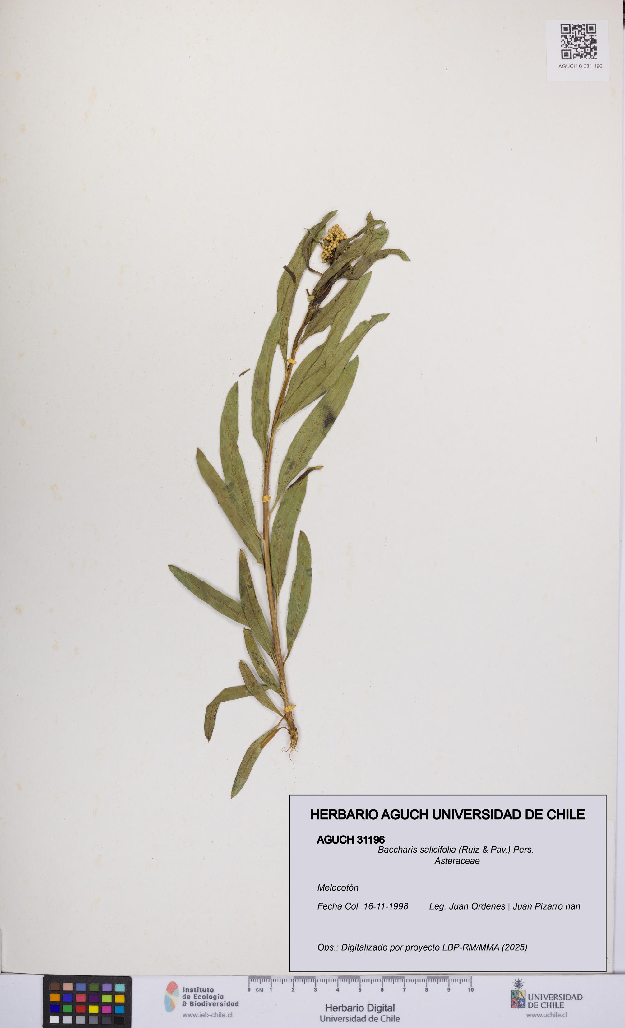 Baccharis salicifolia [Espécimen: UCH:AGUCH:0031196]