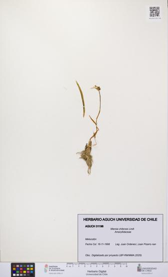 Miersia chilensis [Espécimen: UCH:AGUCH:0031198]