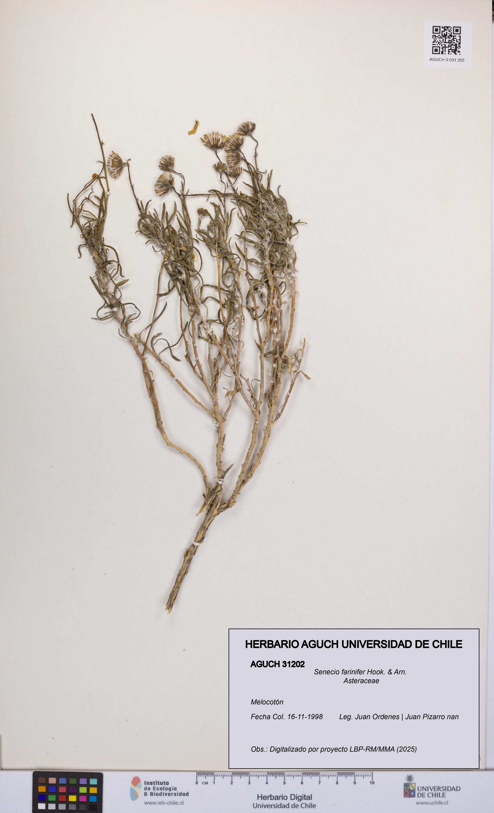 Senecio farinifer [Espécimen: UCH:AGUCH:0031202]