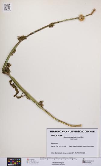 Baccharis sagittalis [Espécimen: UCH:AGUCH:0031205]