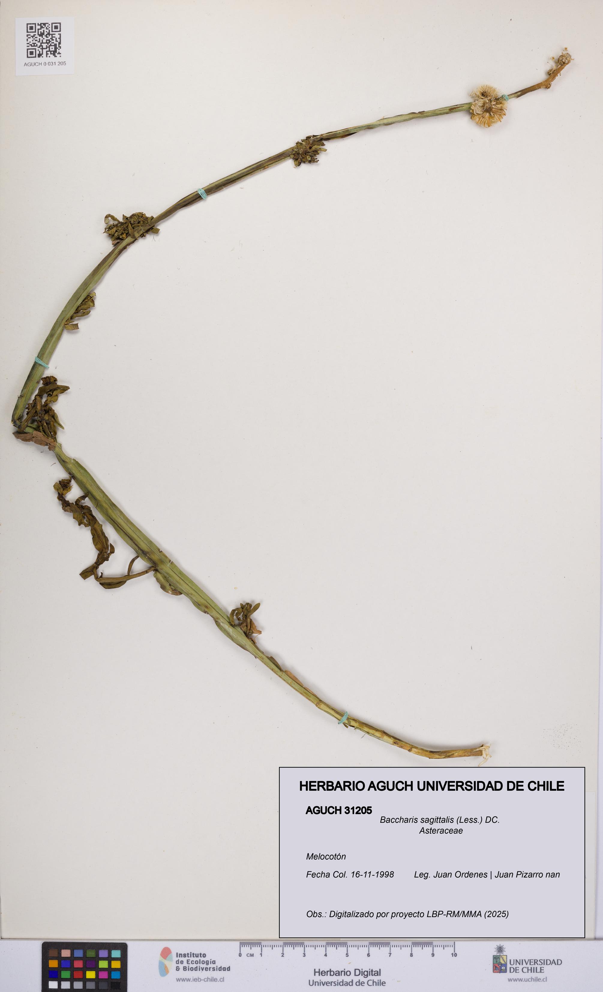Baccharis sagittalis [Espécimen: UCH:AGUCH:0031205]