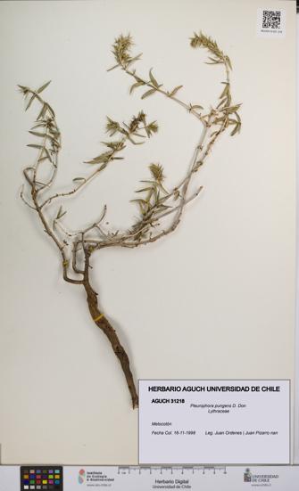 Pleurophora pungens [Espécimen: UCH:AGUCH:0031218]