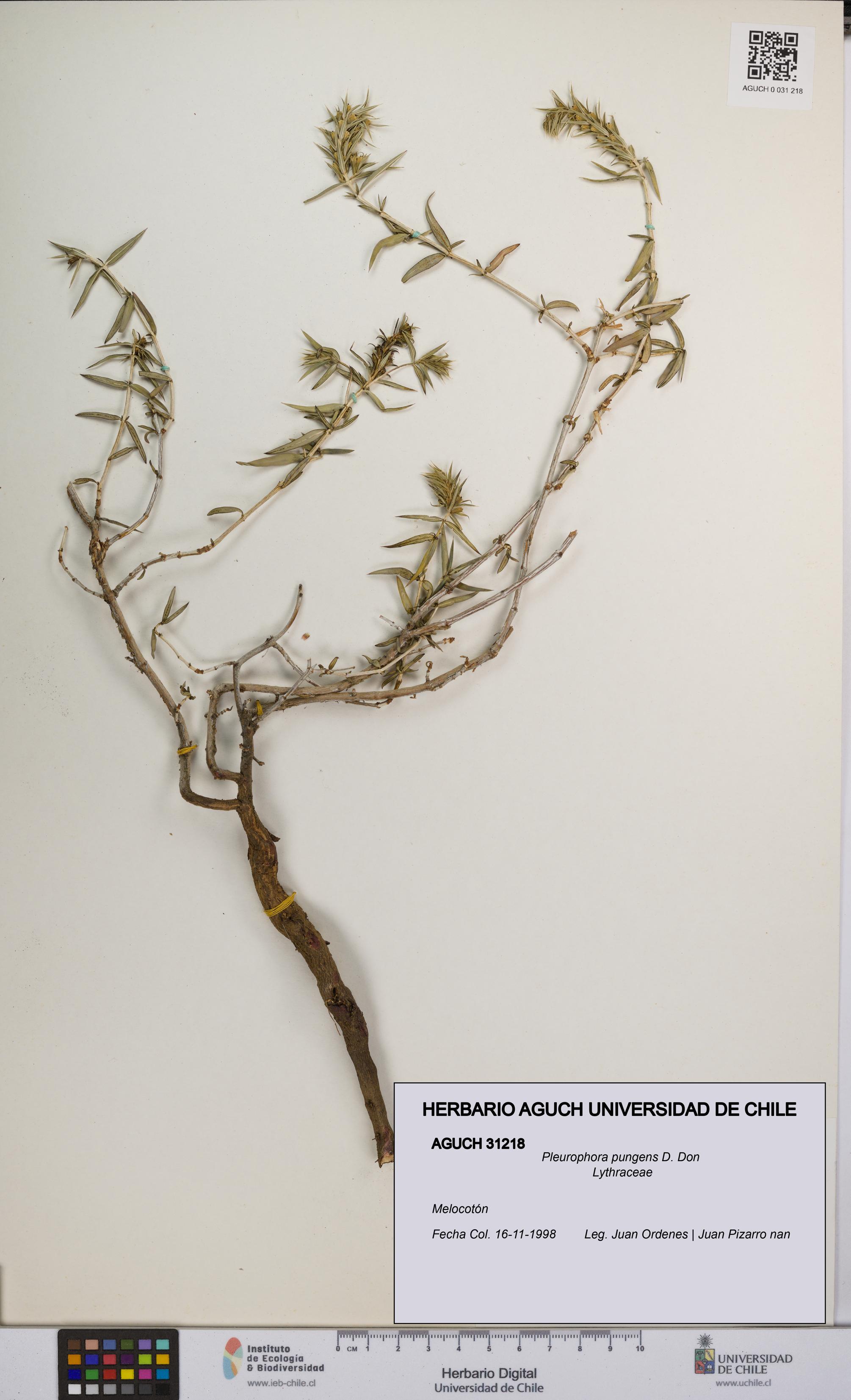 Pleurophora pungens [Espécimen: UCH:AGUCH:0031218]