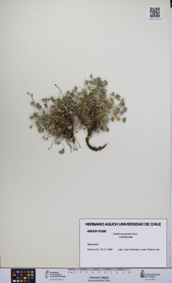 Oxalis squamata [Espécimen: UCH:AGUCH:0031220]