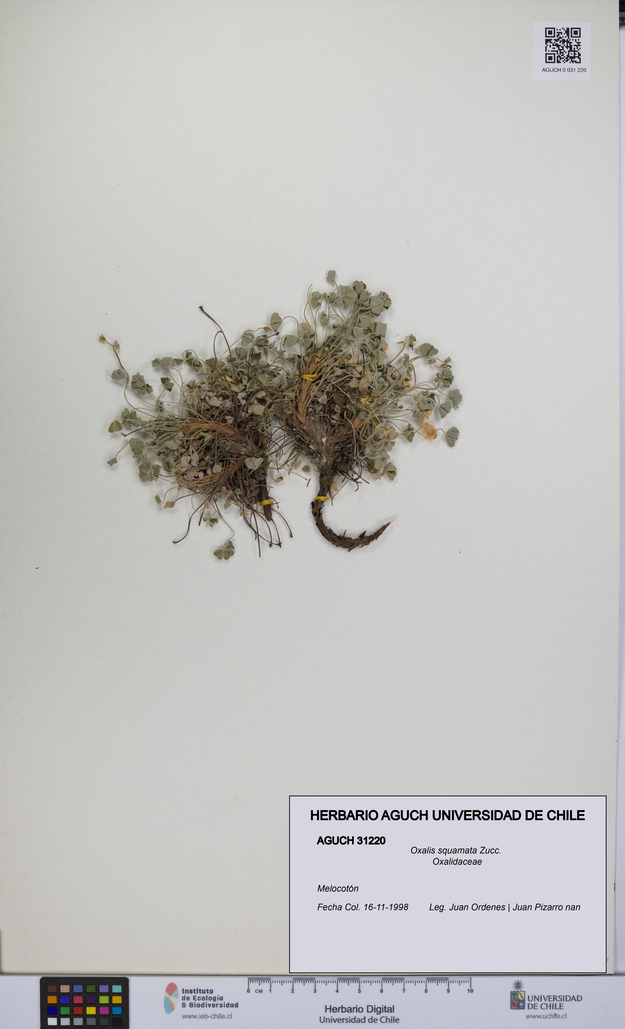 Oxalis squamata [Espécimen: UCH:AGUCH:0031220]