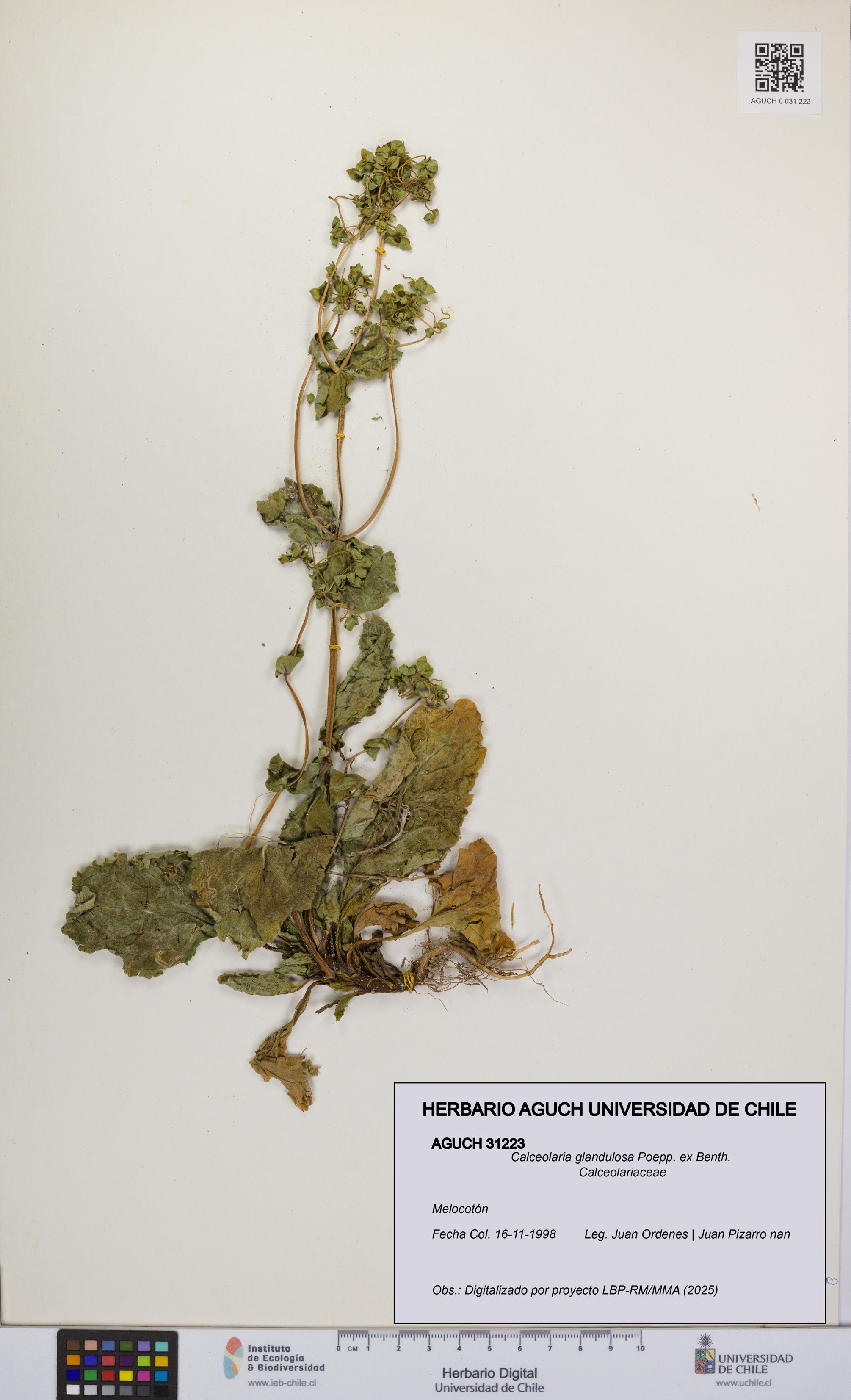 Calceolaria glandulosa [Espécimen: UCH:AGUCH:0031223]