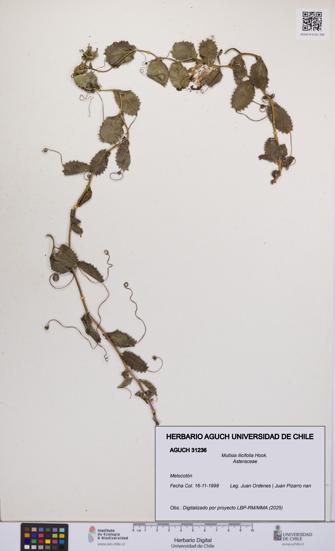 Mutisia ilicifolia [Espécimen: UCH:AGUCH:0031236]