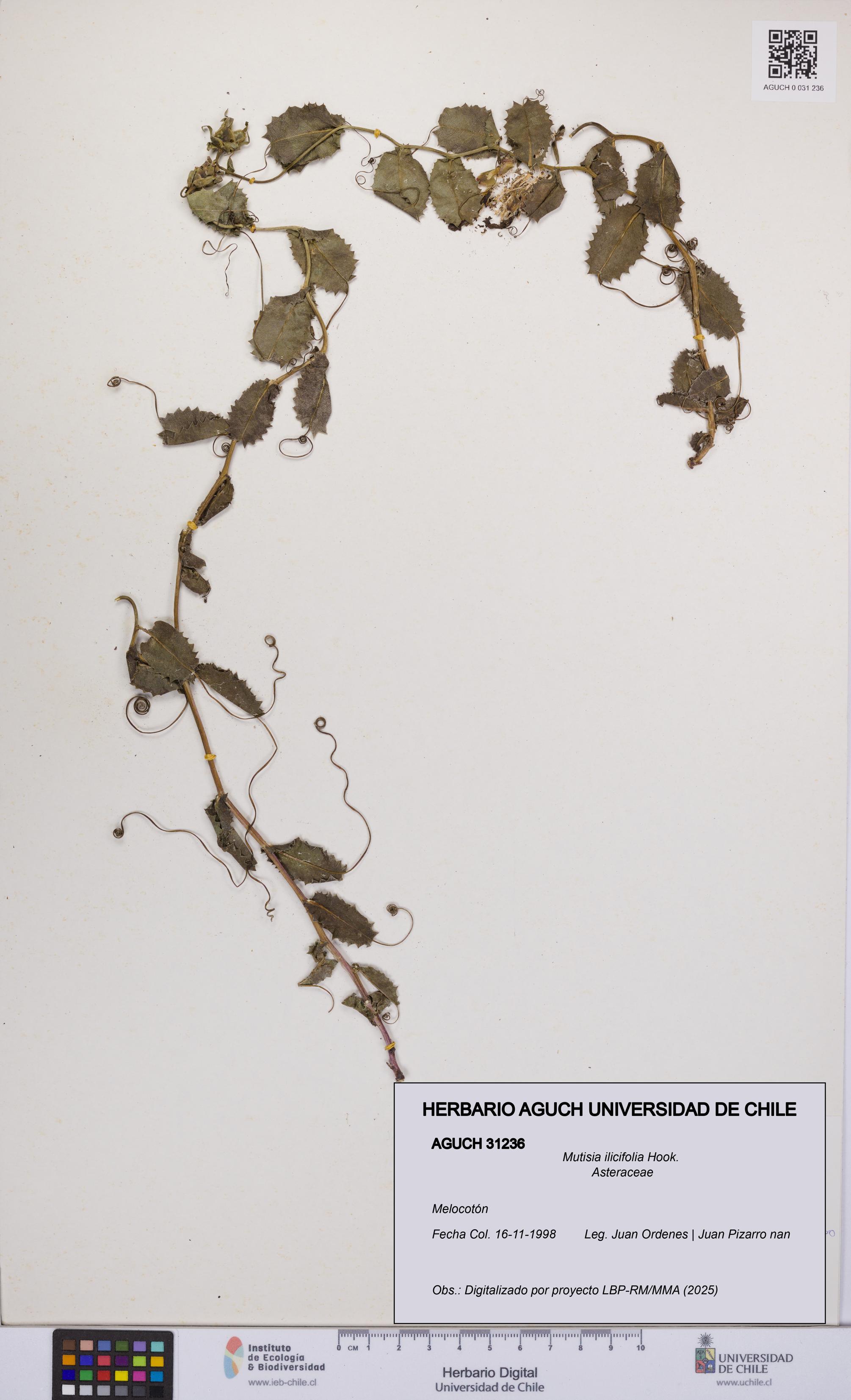 Mutisia ilicifolia [Espécimen: UCH:AGUCH:0031236]