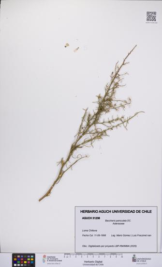 Baccharis paniculata [Espécimen: UCH:AGUCH:0031238]