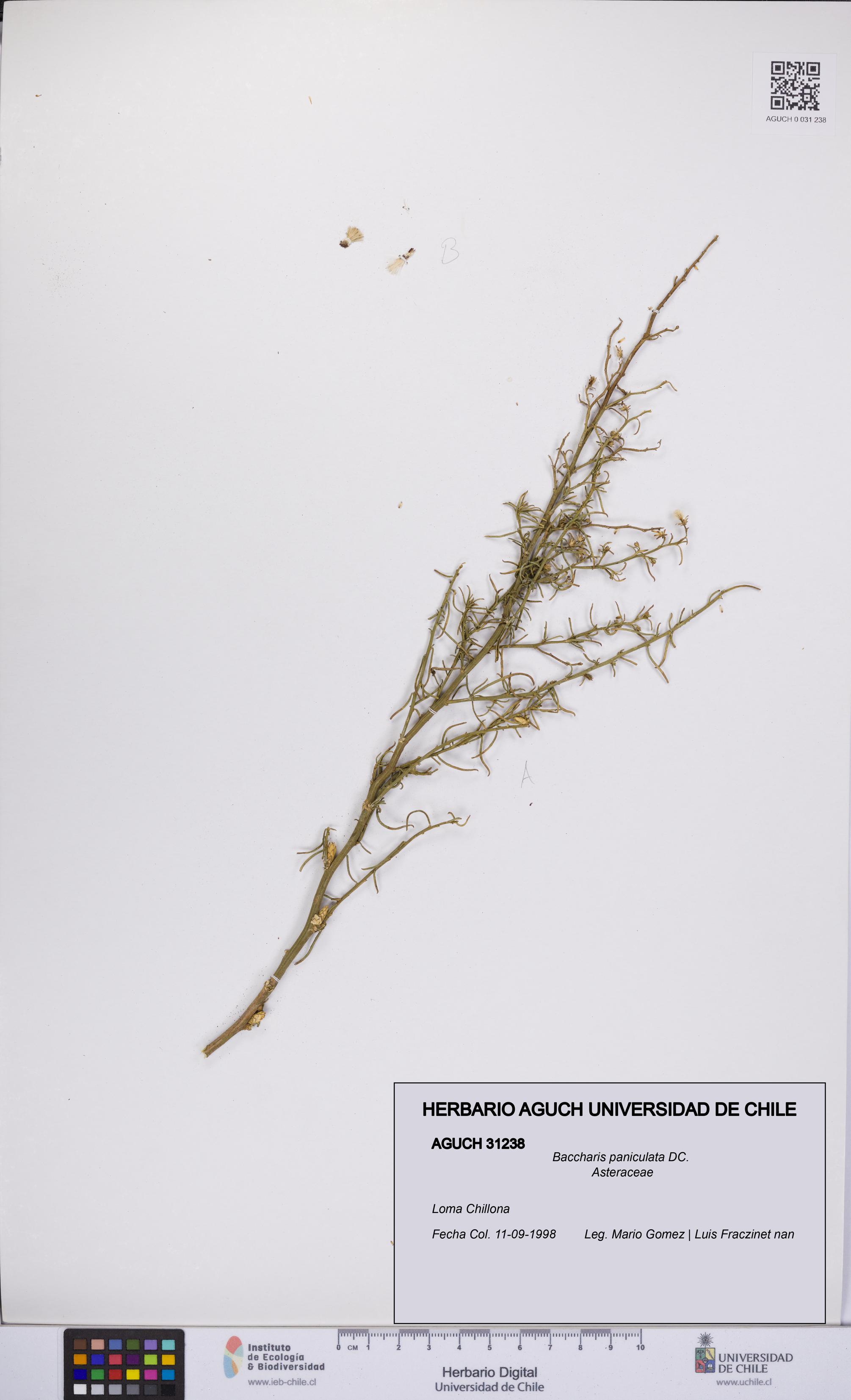 Baccharis paniculata [Espécimen: UCH:AGUCH:0031238]