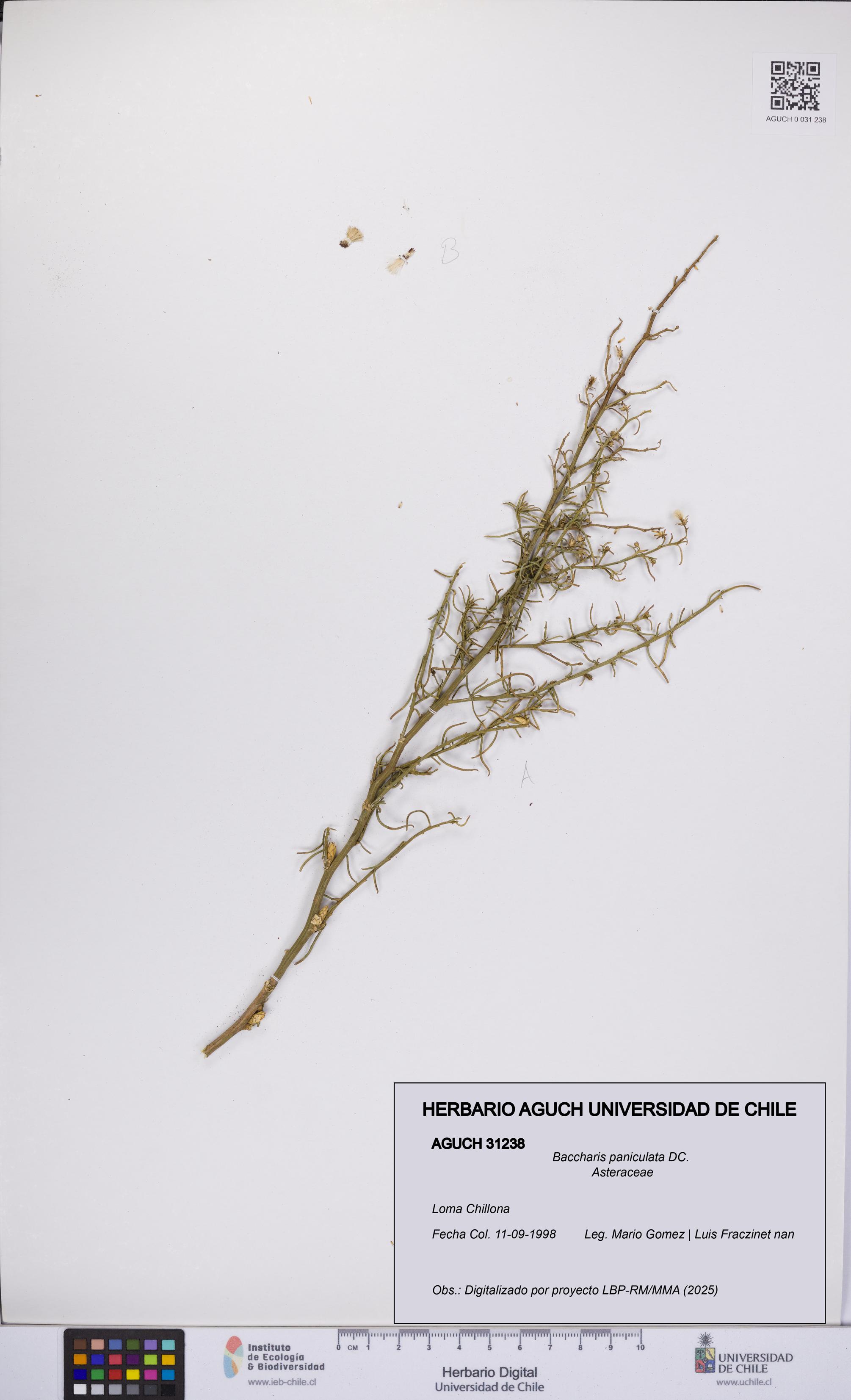 Baccharis paniculata [Espécimen: UCH:AGUCH:0031238]