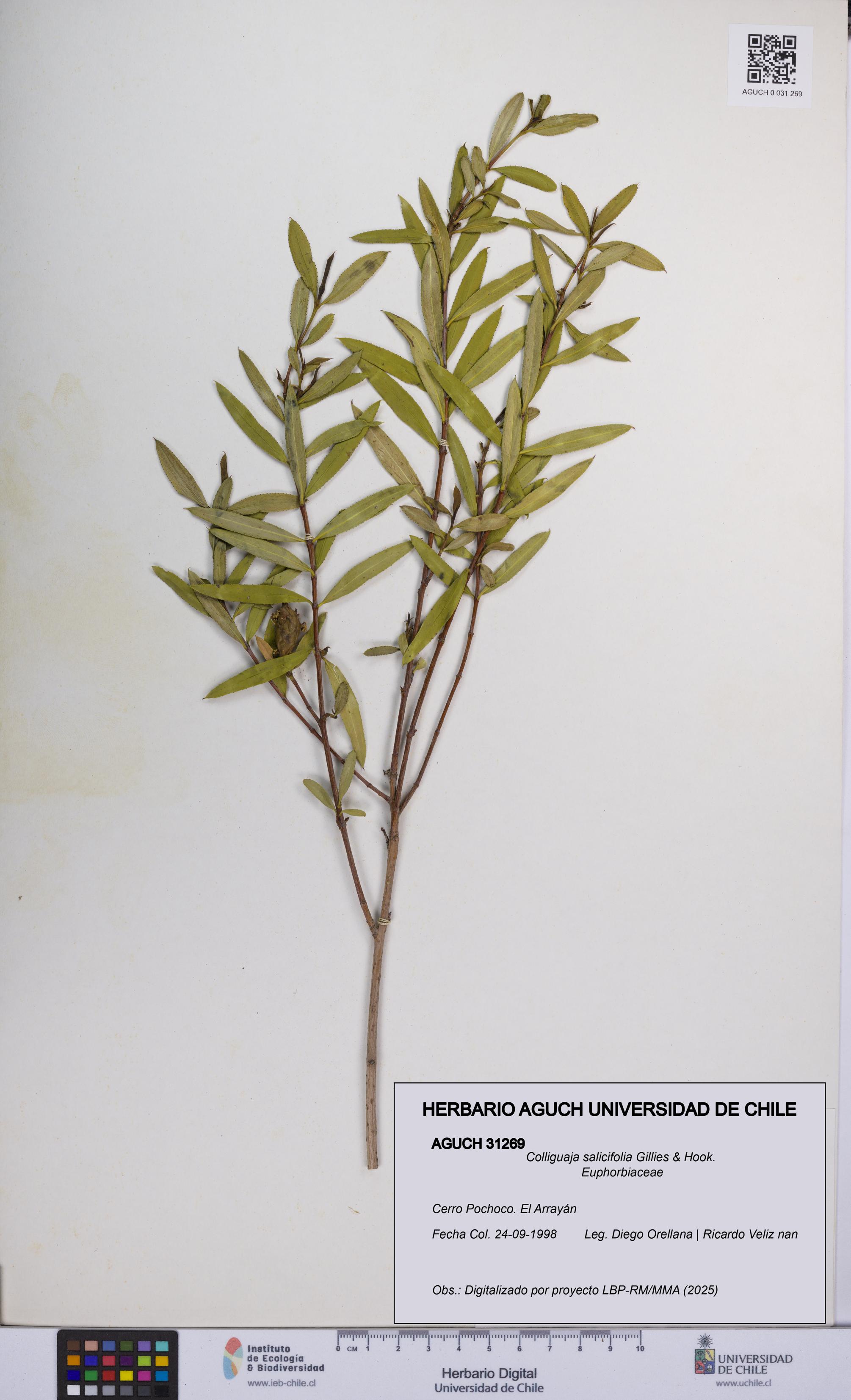Colliguaja salicifolia [Espécimen: UCH:AGUCH:0031269]