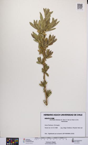 Gochnatia foliolosa [Espécimen: UCH:AGUCH:0031295]