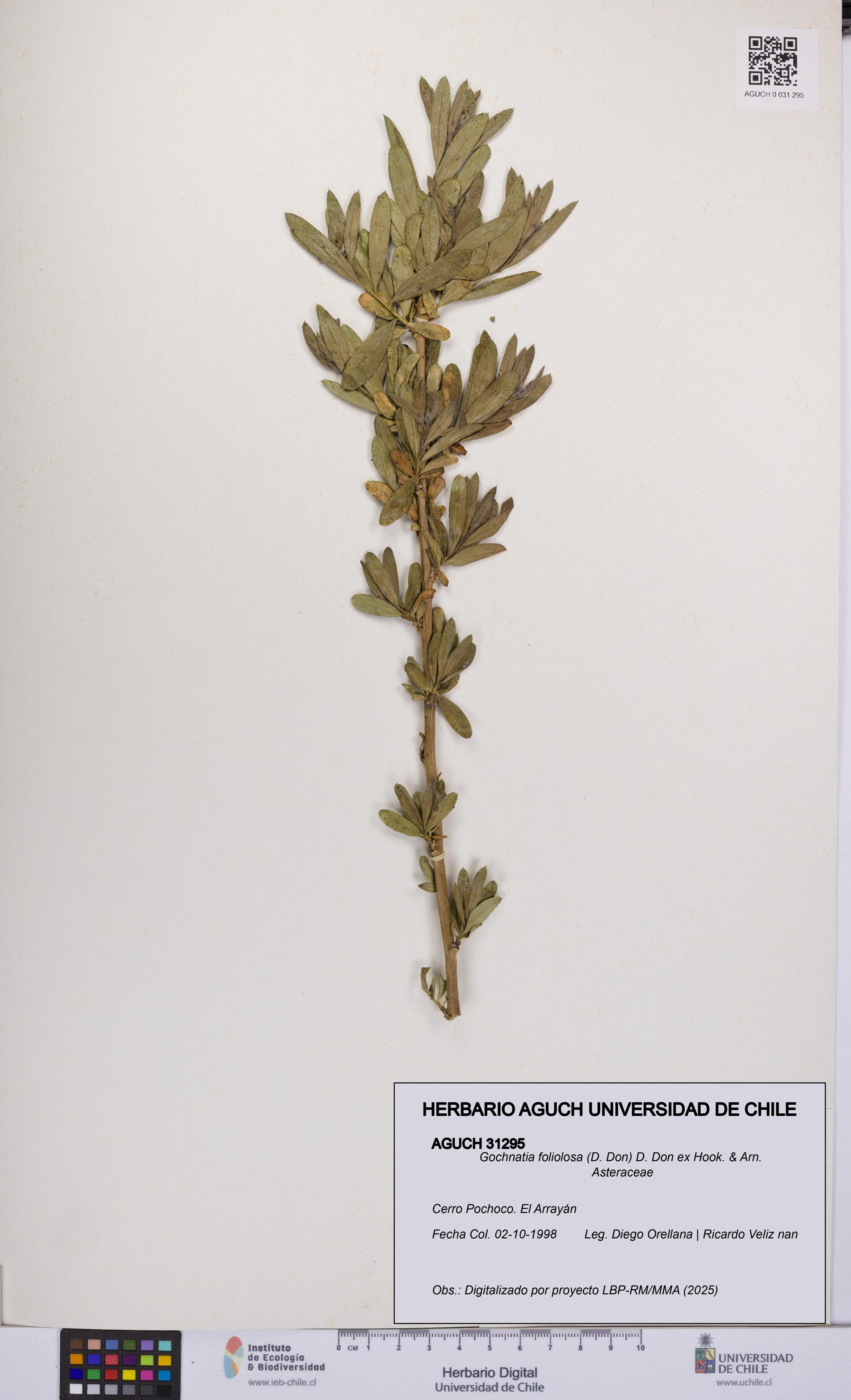 Gochnatia foliolosa [Espécimen: UCH:AGUCH:0031295]