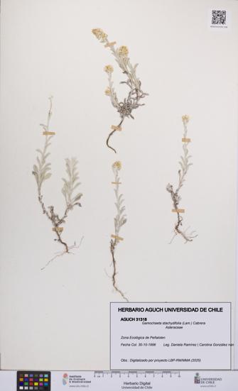 Gamochaeta stachydifolia [Espécimen: UCH:AGUCH:0031318]