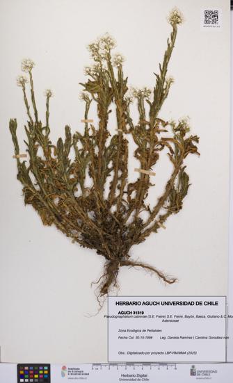 Pseudognaphalium cabrerae [Espécimen: UCH:AGUCH:0031319]