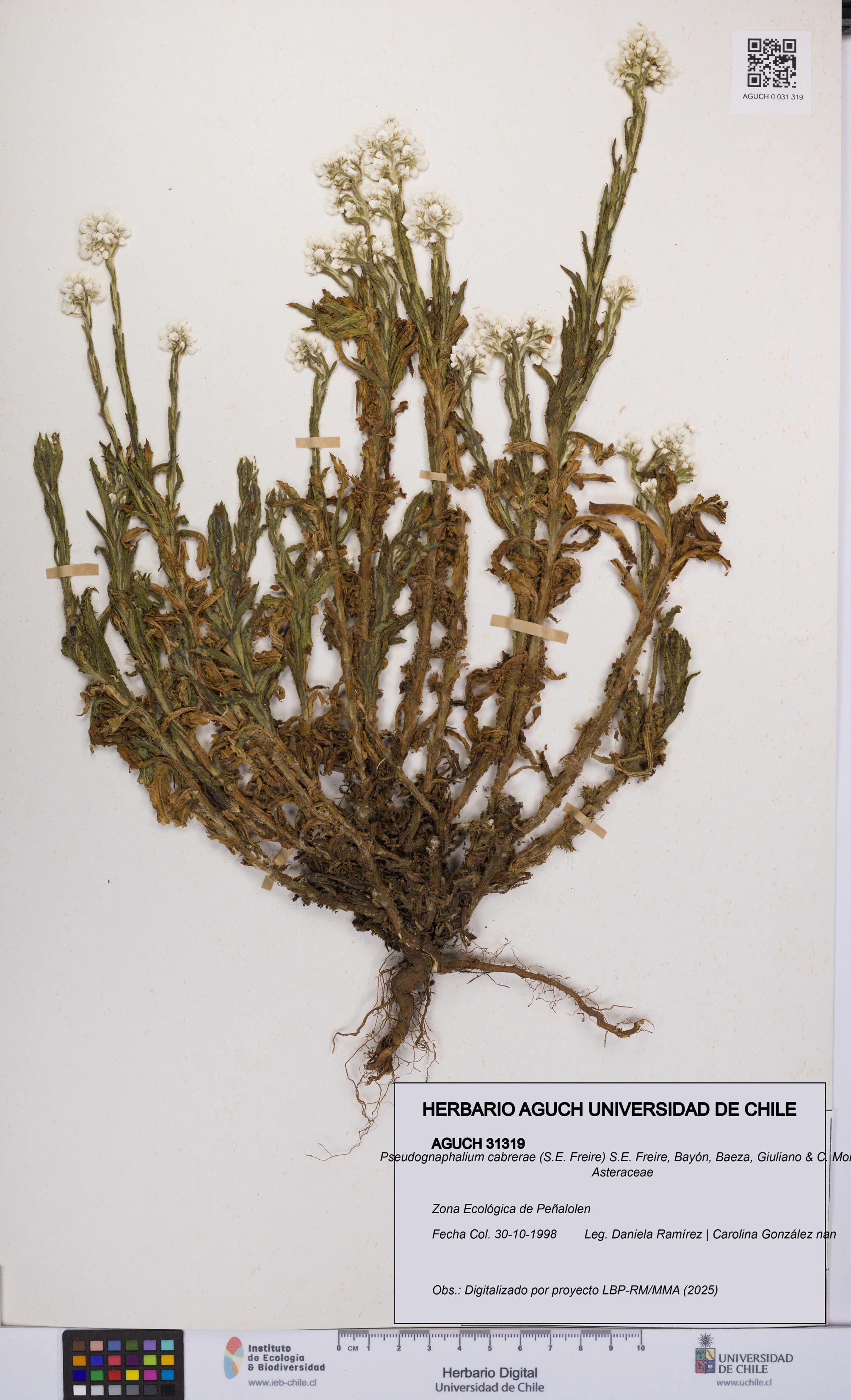 Pseudognaphalium cabrerae [Espécimen: UCH:AGUCH:0031319]