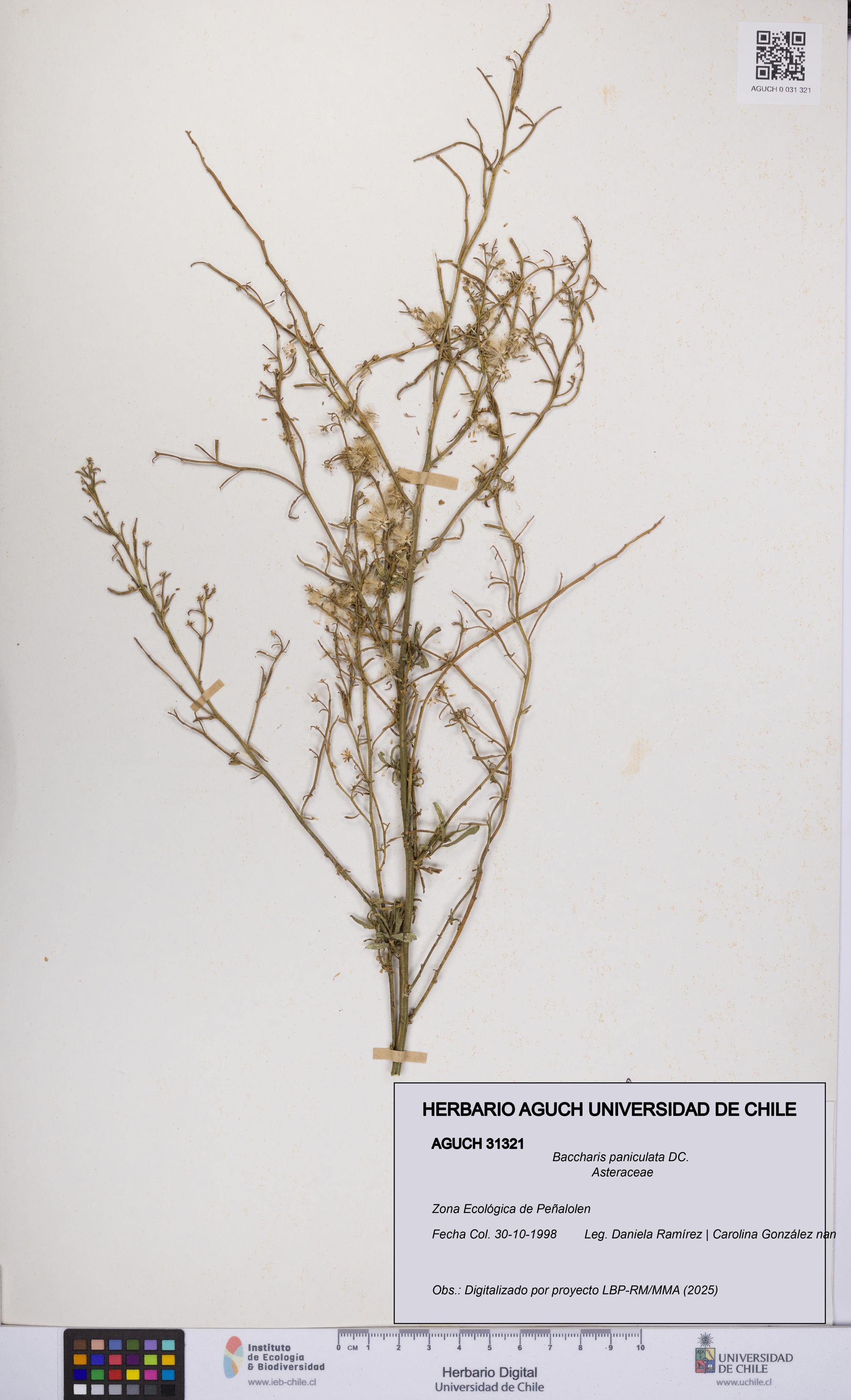 Baccharis paniculata [Espécimen: UCH:AGUCH:0031321]