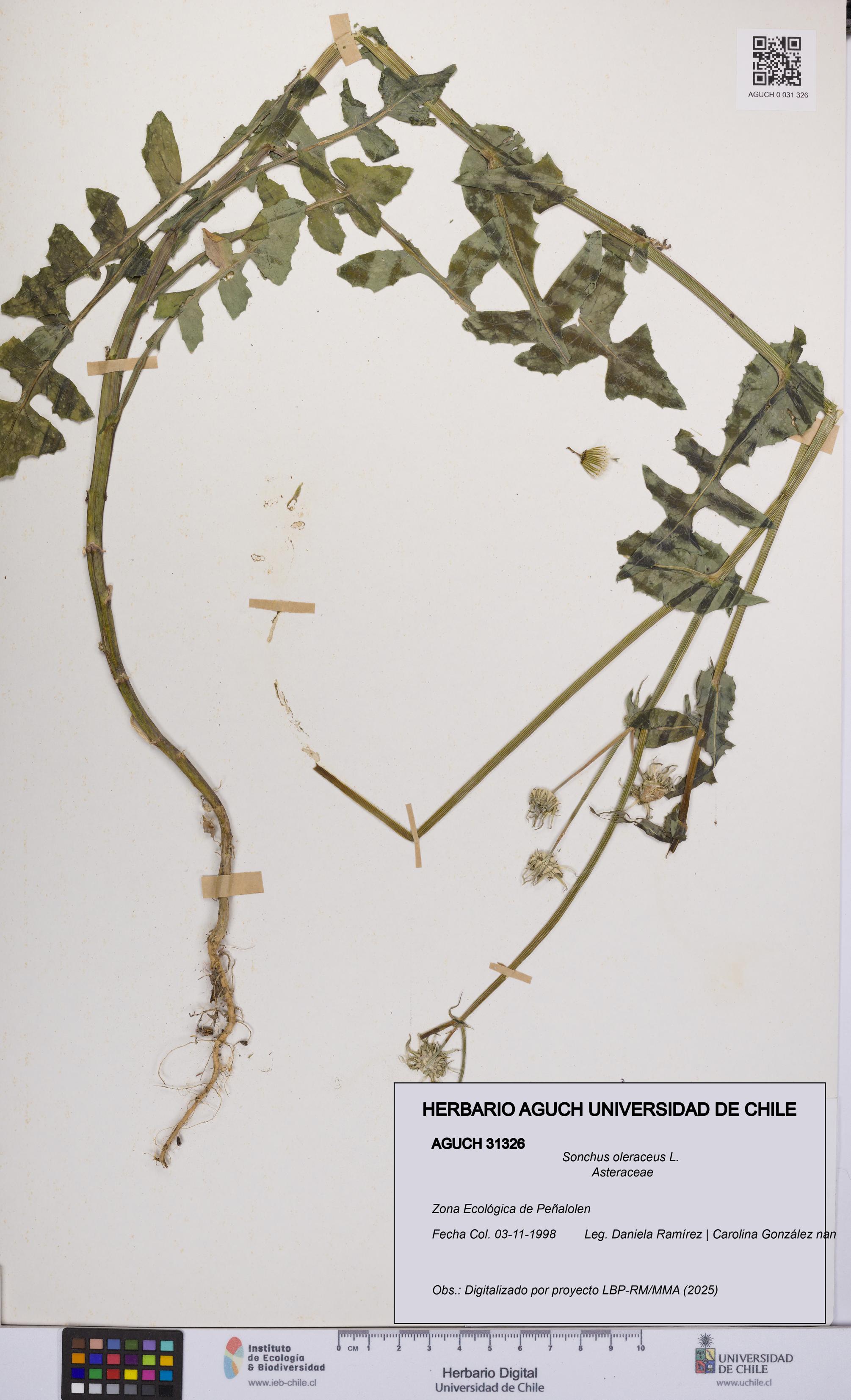 Sonchus oleraceus [Espécimen: UCH:AGUCH:0031326]