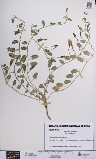 Convolvulus arvensis [Espécimen: UCH:AGUCH:0031327]