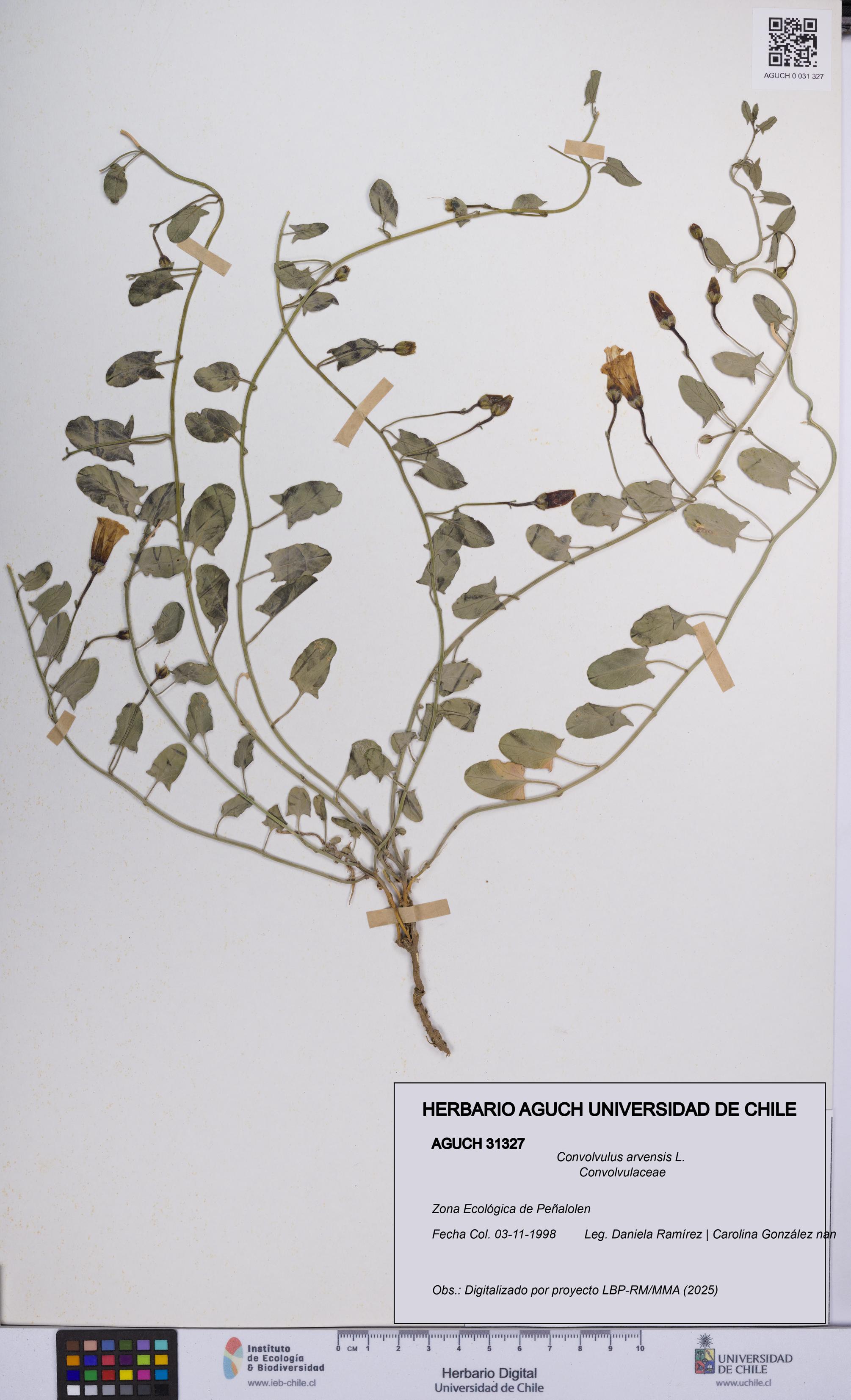 Convolvulus arvensis [Espécimen: UCH:AGUCH:0031327]