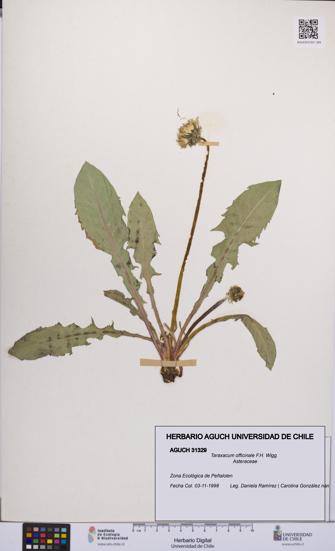 Taraxacum officinale [Espécimen: UCH:AGUCH:0031329]