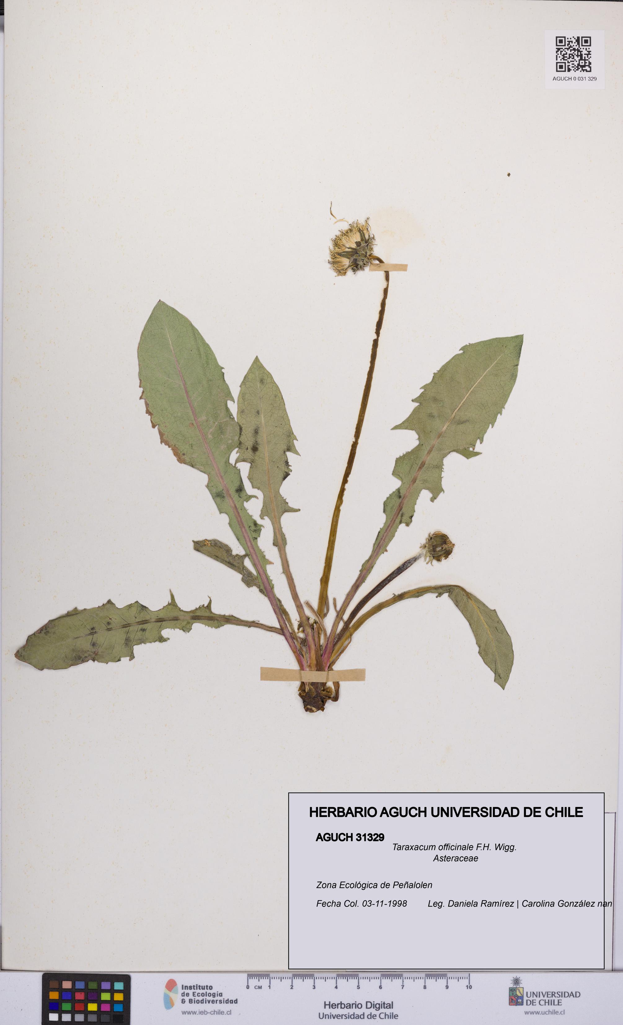 Taraxacum officinale [Espécimen: UCH:AGUCH:0031329]