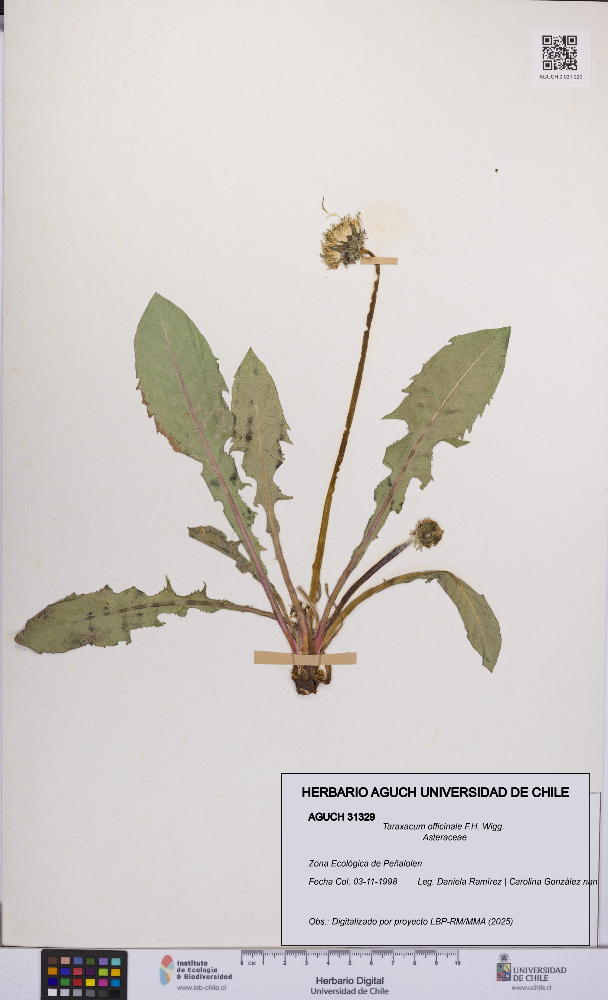 Taraxacum officinale [Espécimen: UCH:AGUCH:0031329]